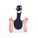Birds 스티커