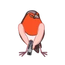 Birds 스티커