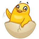 Chick 스티커