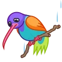 Colibri 스티커