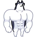 Siberian Husky 스티커