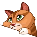 Memes With Cats 스티커