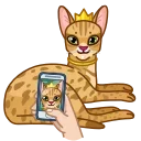 Memes With Cats 스티커