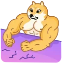 Doge 스티커