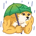 Doge 스티커