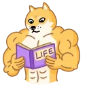 Doge 스티커