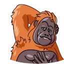 Orangoutang 스티커