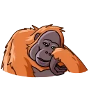 Orangoutang 스티커