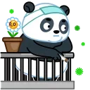 Panda Emic 스티커